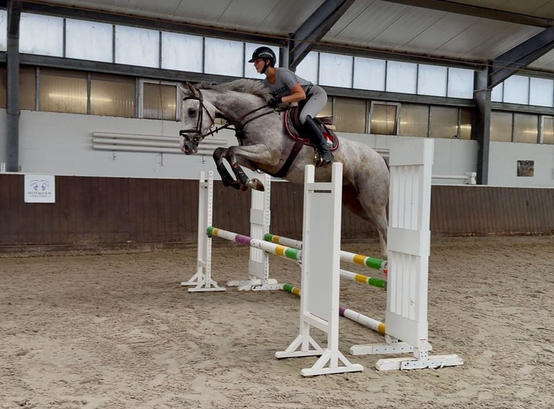 Zangersheider, Wallach in Nettetal