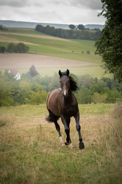 Zangersheider, Wallach in Tann