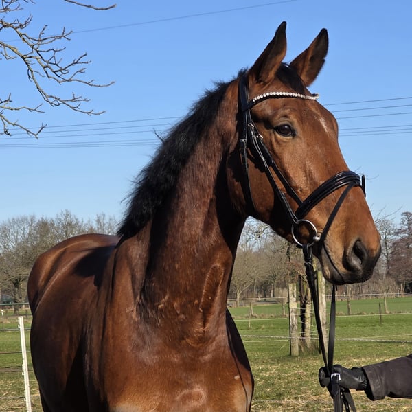 Zangersheider, Wallach in Wachtendonk