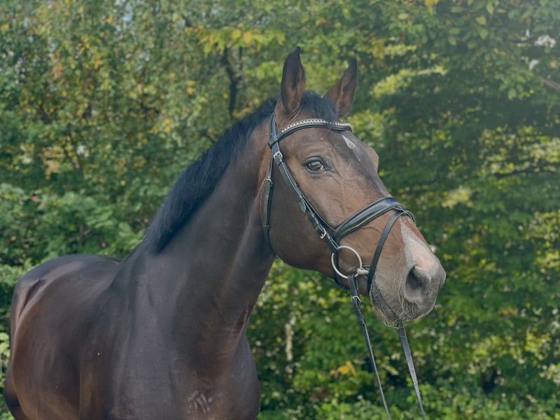Zangersheider, Wallach in Overath