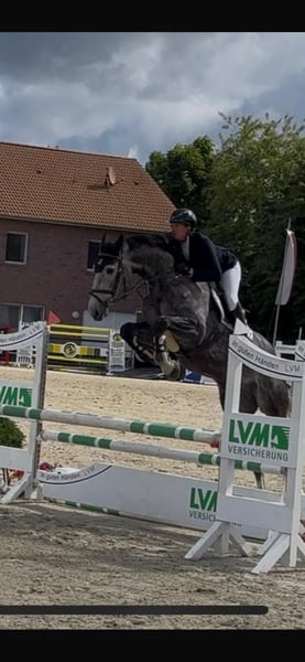 Zangersheider, Wallach in Bramsche
