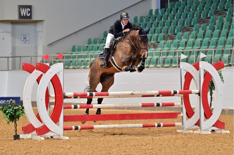 Zangersheider, Wallach in Braunsbedra