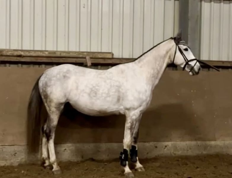 Zangersheider, Wallach in Haldensleben