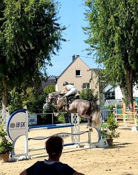 Zangersheider, Wallach in Heistenbach