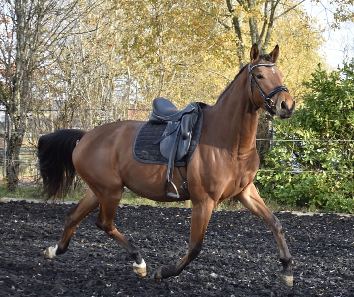 Zweibrücker, Stute in Osburg